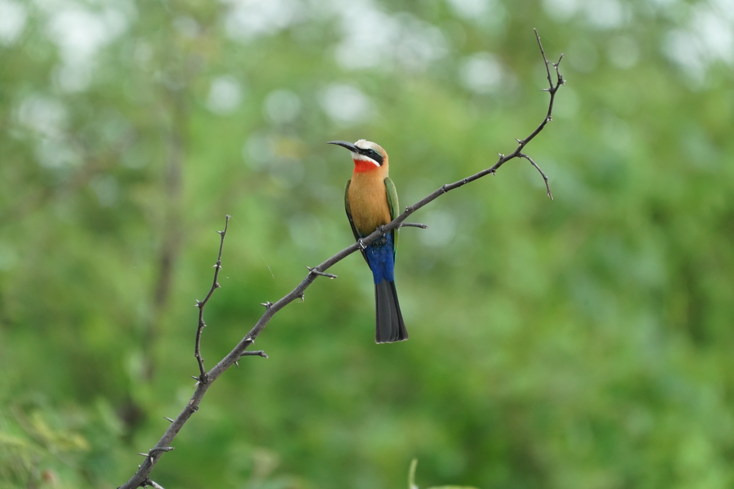 Red throat, green jacket