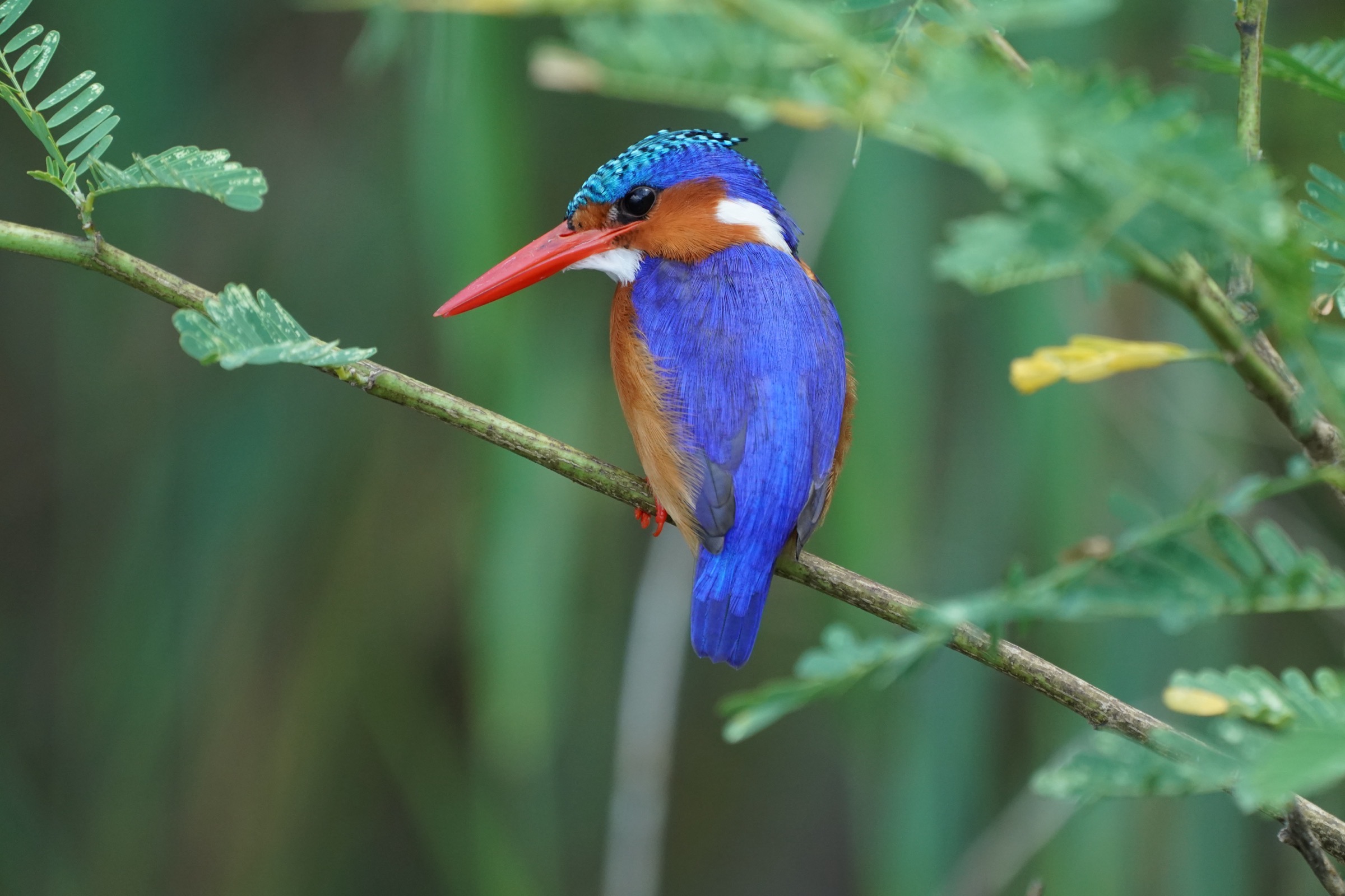 Jewel with a dagger for a beak