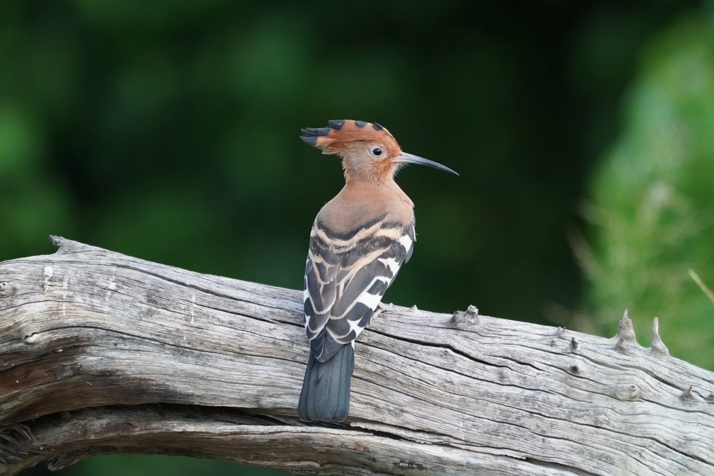 The mohawk stayed home; the beak did not