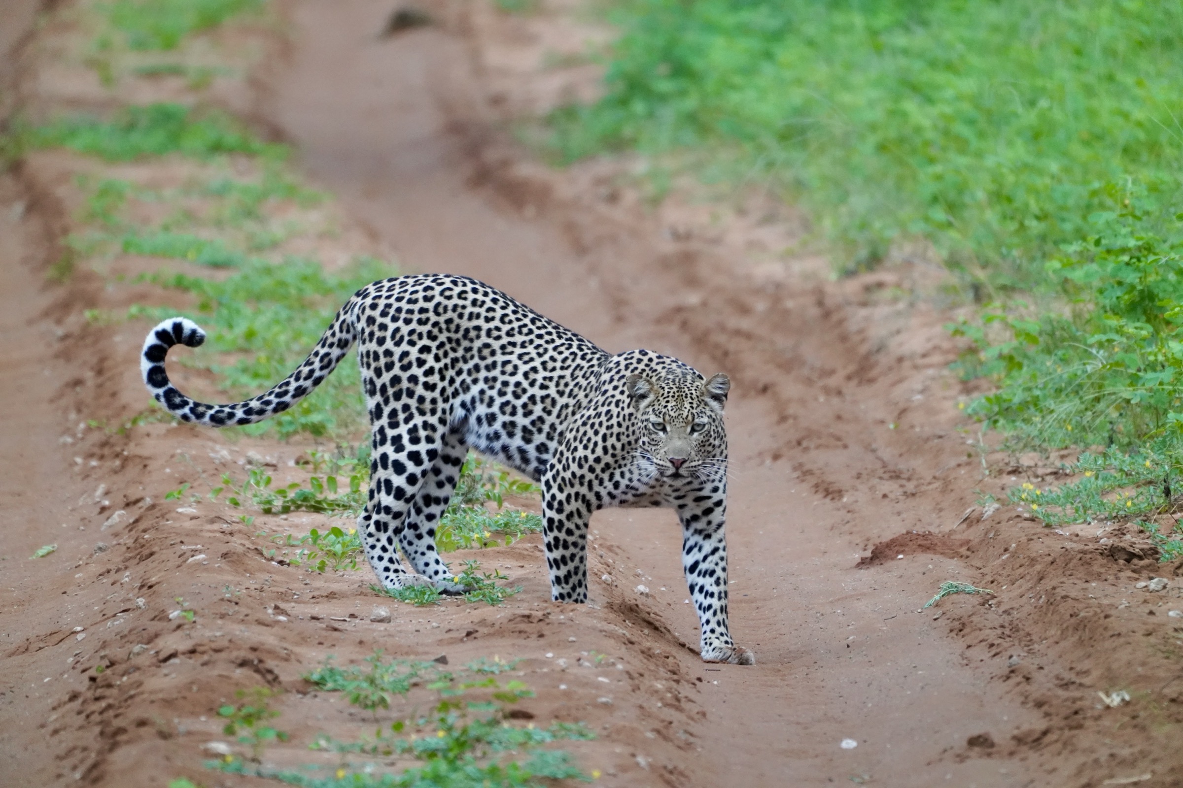 Tail set to question mark
