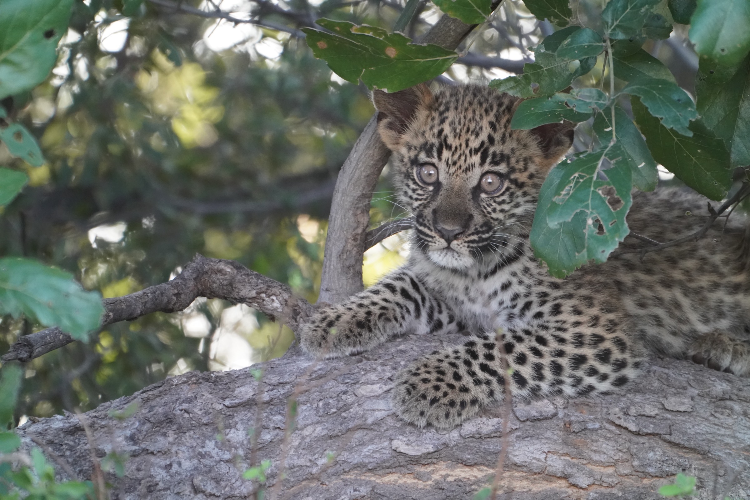 Intern on a branch