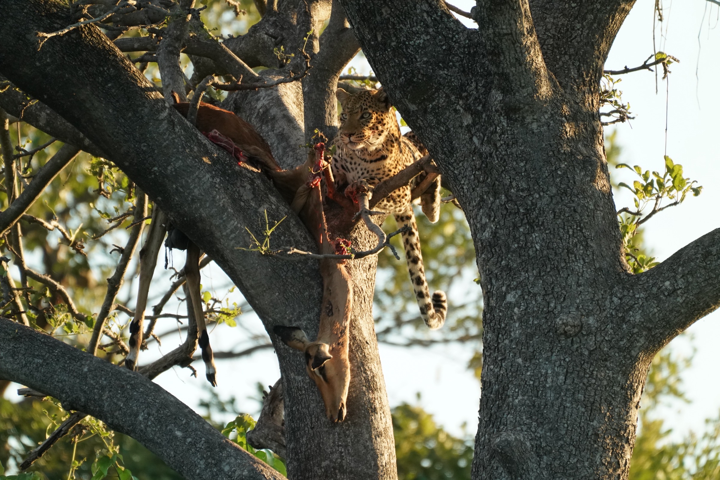 Room service, tree edition